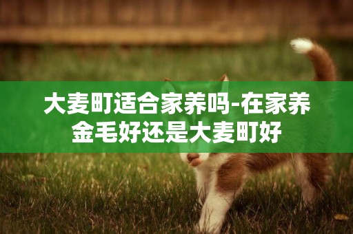 大麥町適合家養嗎-在家養金毛好還是大麥町好