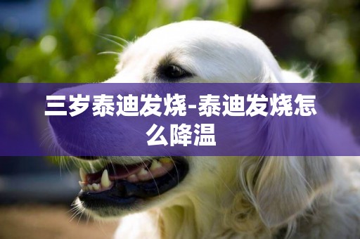 三歲泰迪發燒-泰迪發燒怎么降溫