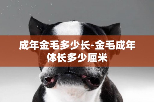 成年金毛多少長-金毛成年體長多少厘米