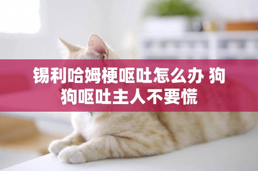 錫利哈姆梗嘔吐怎么辦 狗狗嘔吐主人不要慌