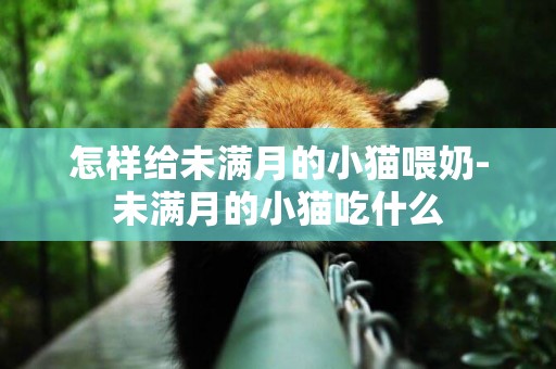 怎樣給未滿月的小貓喂奶-未滿月的小貓吃什么