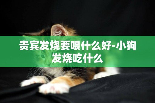 貴賓發燒要喂什么好-小狗發燒吃什么