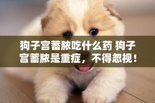 狗子宮蓄膿吃什么藥 狗子宮蓄膿是重癥，不得忽視！