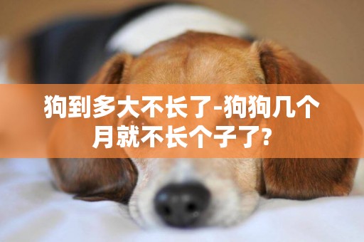 狗到多大不長了-狗狗幾個月就不長個子了?
