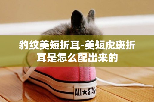 豹紋美短折耳-美短虎斑折耳是怎么配出來的