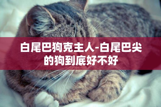 白尾巴狗克主人-白尾巴尖的狗到底好不好