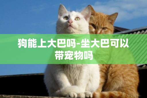 狗能上大巴嗎-坐大巴可以帶寵物嗎