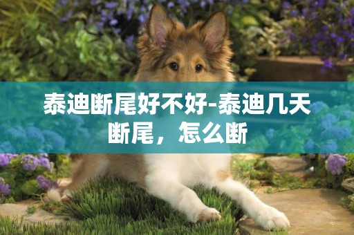 泰迪斷尾好不好-泰迪幾天斷尾，怎么斷