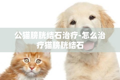 公貓膀胱結石治療-怎么治療貓膀胱結石
