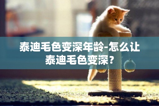泰迪毛色變深年齡-怎么讓泰迪毛色變深？