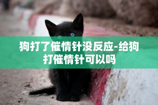 狗打了催情針沒反應-給狗打催情針可以嗎