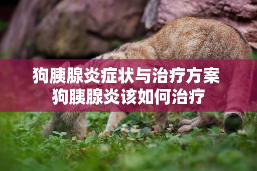 狗胰腺炎癥狀與治療方案 狗胰腺炎該如何治療