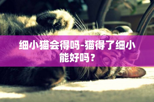 細小貓會得嗎-貓得了細小能好嗎？