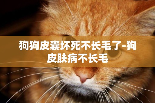 狗狗皮囊壞死不長毛了-狗皮膚病不長毛