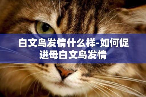 白文鳥發情什么樣-如何促進母白文鳥發情