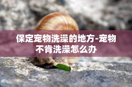 保定寵物洗澡的地方-寵物不肯洗澡怎么辦
