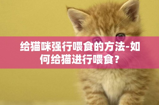 給貓咪強行喂食的方法-如何給貓進行喂食？