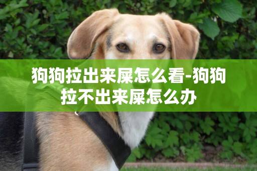 狗狗拉出來屎怎么看-狗狗拉不出來屎怎么辦