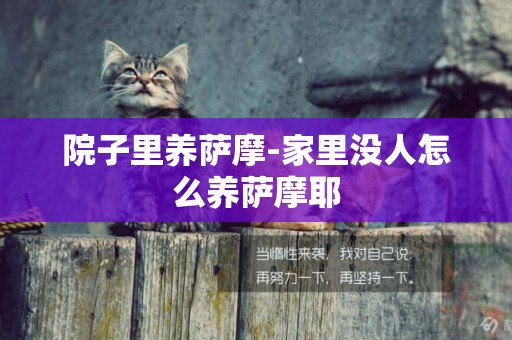 院子里養薩摩-家里沒人怎么養薩摩耶