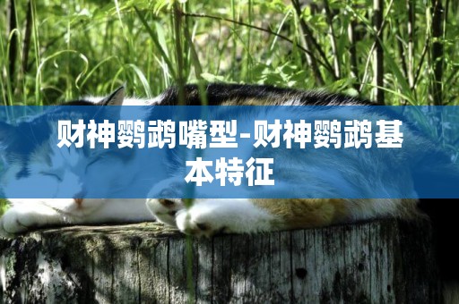 財神鸚鵡嘴型-財神鸚鵡基本特征