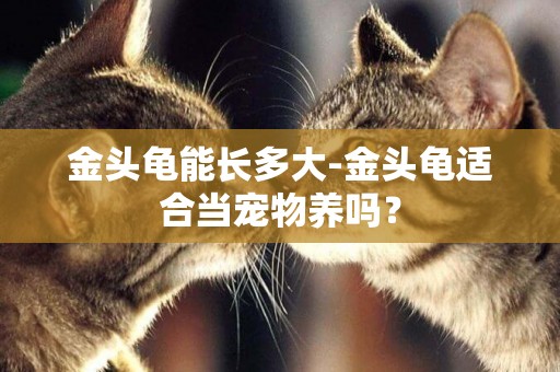 金頭龜能長多大-金頭龜適合當寵物養嗎？