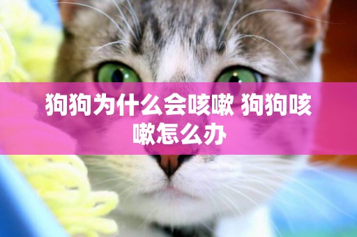 狗狗為什么會咳嗽 狗狗咳嗽怎么辦