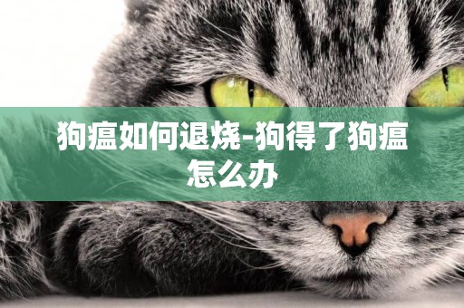 狗瘟如何退燒-狗得了狗瘟怎么辦