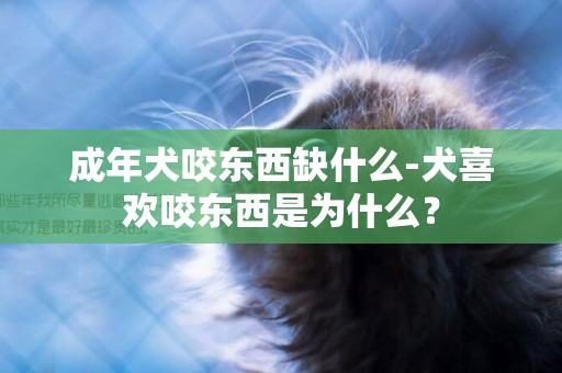 成年犬咬東西缺什么-犬喜歡咬東西是為什么？