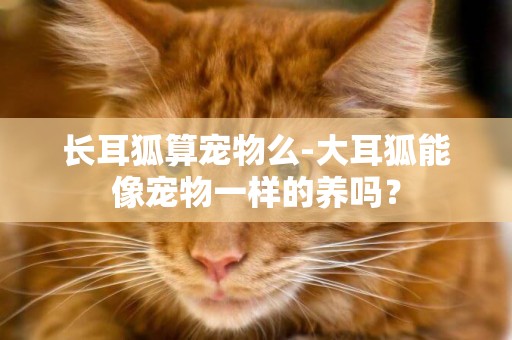 長耳狐算寵物么-大耳狐能像寵物一樣的養嗎？