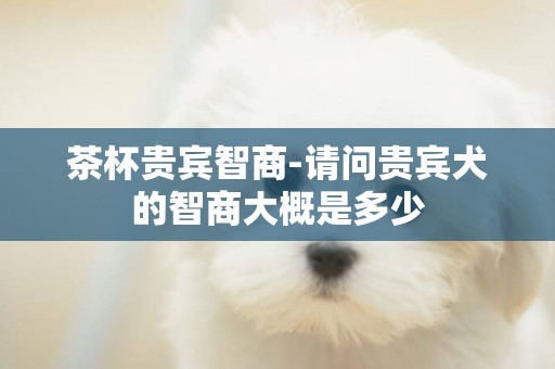茶杯貴賓智商-請問貴賓犬的智商大概是多少