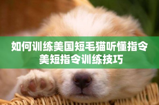 如何訓練美國短毛貓聽懂指令 美短指令訓練技巧