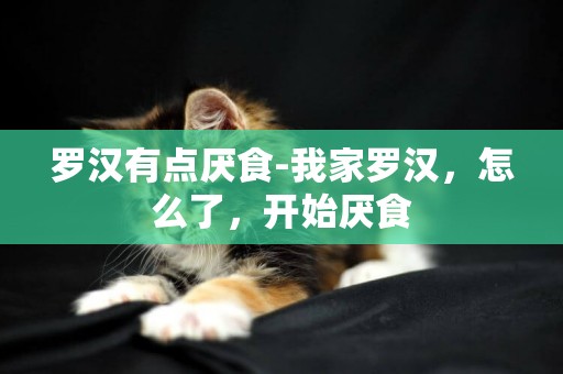 羅漢有點厭食-我家羅漢，怎么了，開始厭食