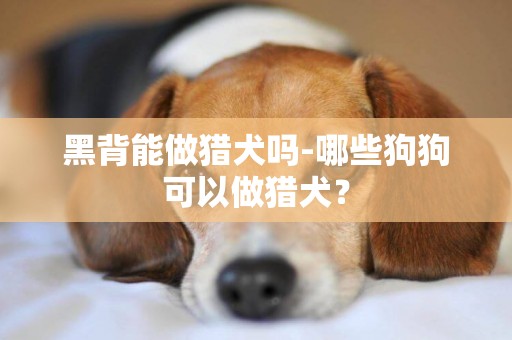 黑背能做獵犬嗎-哪些狗狗可以做獵犬？