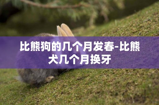 比熊狗的幾個月發春-比熊犬幾個月換牙