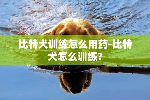比特犬訓練怎么用藥-比特犬怎么訓練？