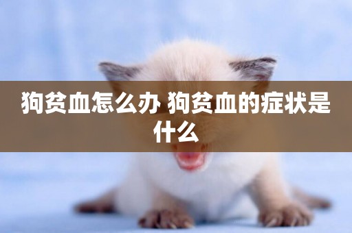 狗貧血怎么辦 狗貧血的癥狀是什么