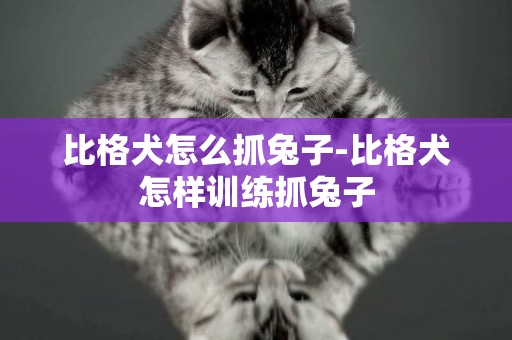 比格犬怎么抓兔子-比格犬怎樣訓練抓兔子