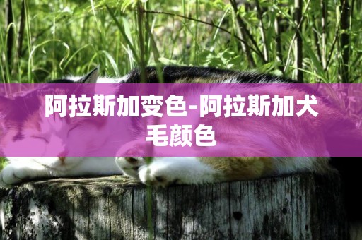 阿拉斯加變色-阿拉斯加犬毛顏色