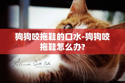 狗狗咬拖鞋的口水-狗狗咬拖鞋怎么辦?