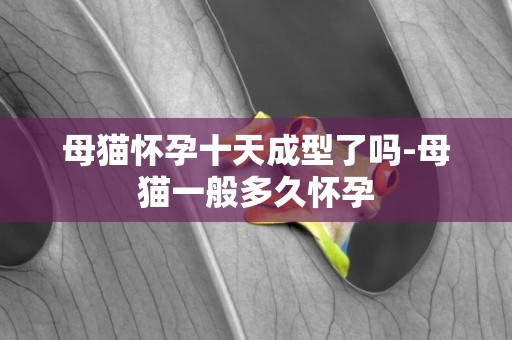 母貓懷孕十天成型了嗎-母貓一般多久懷孕