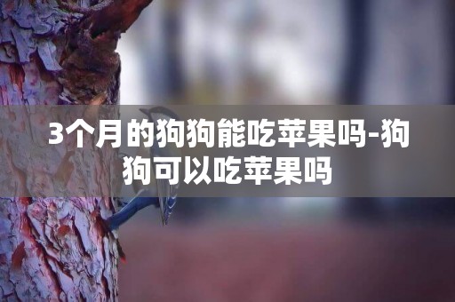 3個月的狗狗能吃蘋果嗎-狗狗可以吃蘋果嗎