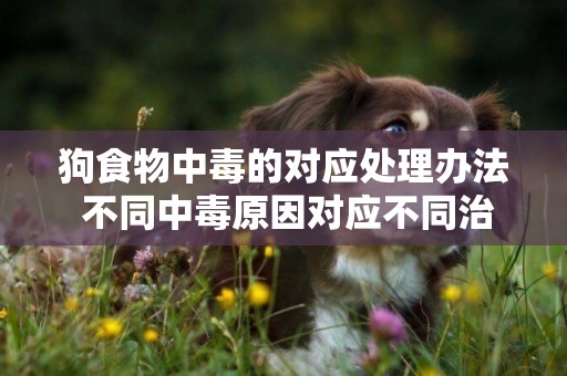 狗食物中毒的對應處理辦法 不同中毒原因對應不同治療方法