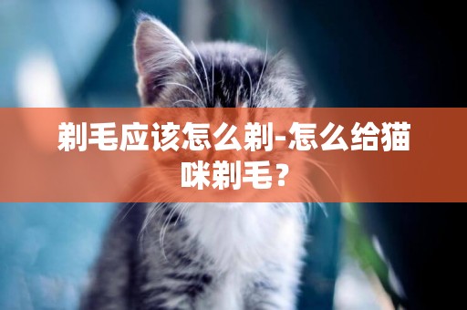 剃毛應該怎么剃-怎么給貓咪剃毛？