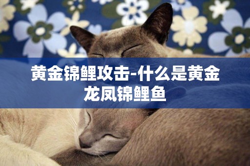 黃金錦鯉攻擊-什么是黃金龍鳳錦鯉魚