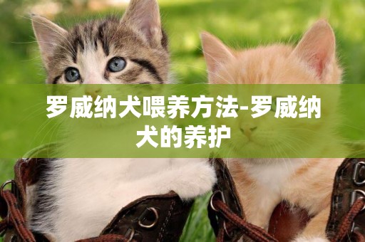 羅威納犬喂養方法-羅威納犬的養護