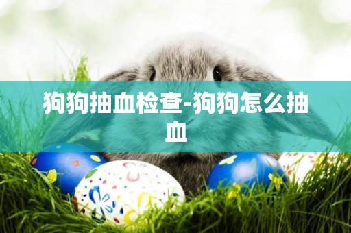 狗狗抽血檢查-狗狗怎么抽血