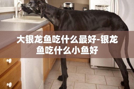 大銀龍魚吃什么最好-銀龍魚吃什么小魚好