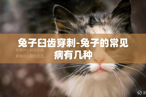 兔子臼齒穿刺-兔子的常見病有幾種