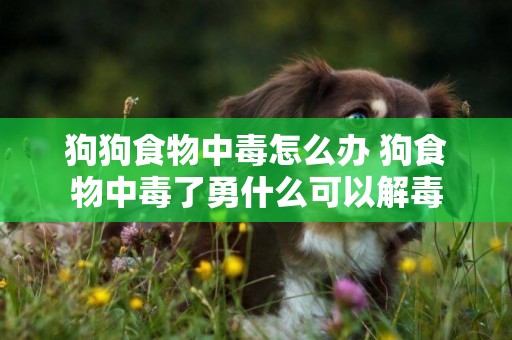 狗狗食物中毒怎么辦 狗食物中毒了勇什么可以解毒