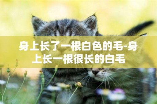 身上長了一根白色的毛-身上長一根很長的白毛
